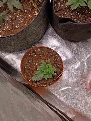 1st Grow Eva — vegetative, day 24