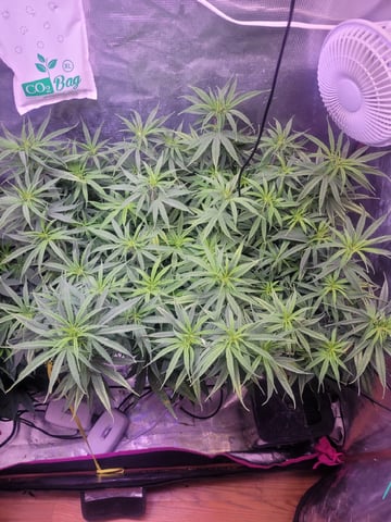 6th Grow — flower, day 40