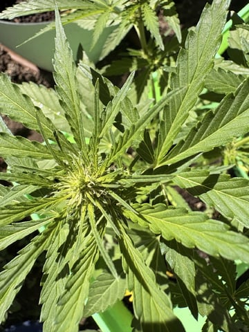 Muliflex — flower, day 51