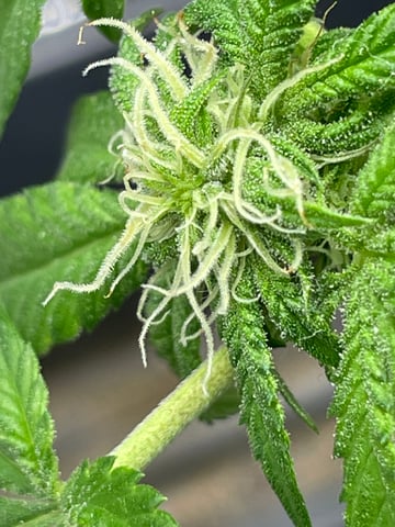 BETTERDAYZBUDZ — flower, day 10