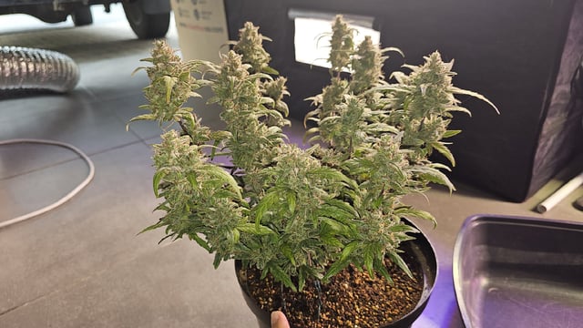 Amnesia Haze Run — vegetative, day 21