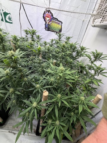 Indoor Grow  — flower, day 165