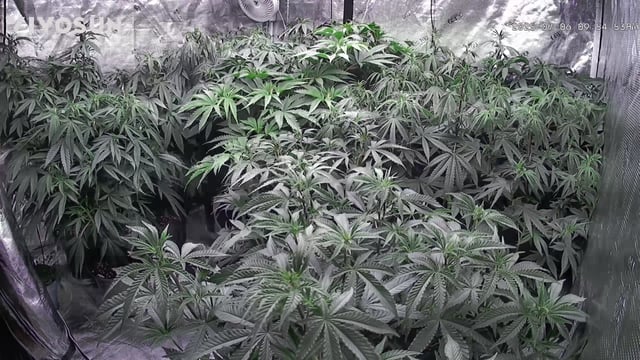 outdoor start/indoor 2025 — vegetative, day 111