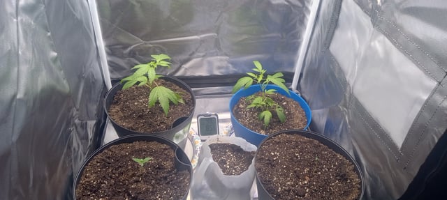 frst grow tent grow — vegetative, day 7