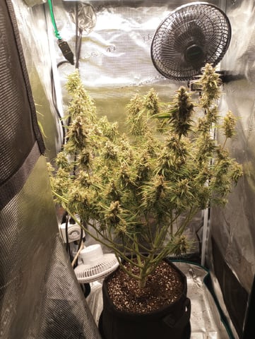 White Widow XXL Auto — flower, day 82