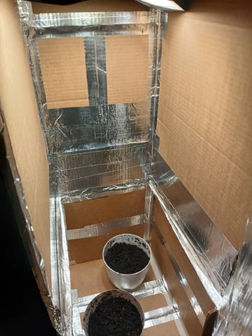 veve — seedling_rooting, day 4