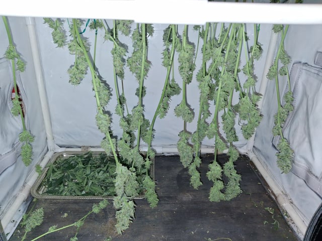 lil babies  — harvest, day 63