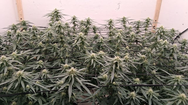 Round 2 — flower, day 41