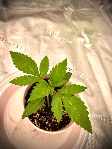My First Home Grow  — seedling_rooting, day 18