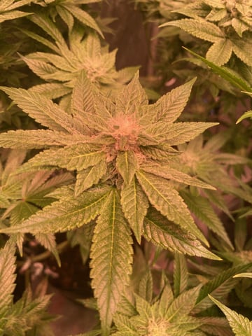 75x60  x 4 Gens — flower, day 60