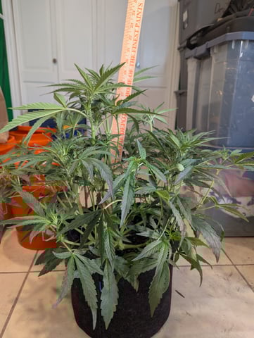 Boogie Brew Basic — flower, day 64