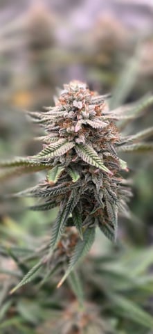 first grow — flower, day 64