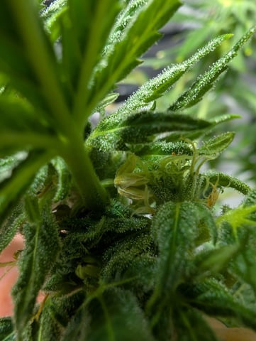 Black African Magic feminization  — flower, day 48