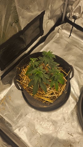First Feminized Grow  — vegetative, day 47
