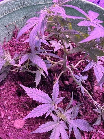 First time growing  — vegetative, day 13