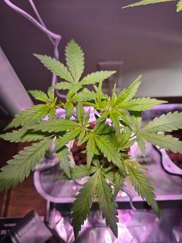 1st Grow — vegetative, day 28