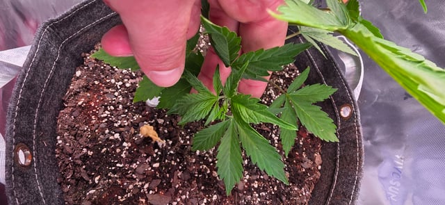 Here We Grow... — flower, day 47