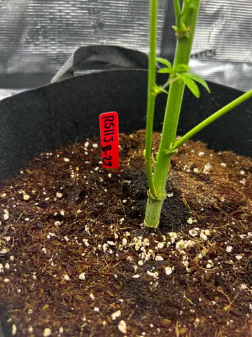 Am inside — vegetative, day 10