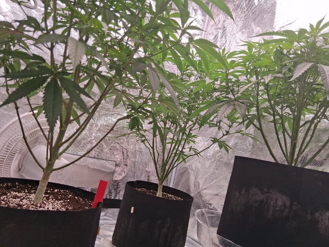 TEAM FULL AUTOS — flower, day 92