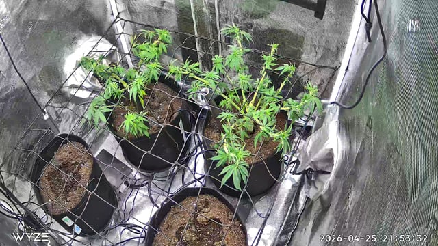 Blue Dream Feminized  — vegetative, day 57