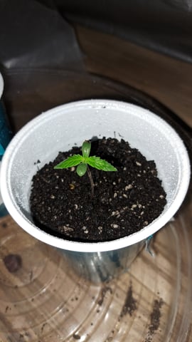 B2 — germination, day 5