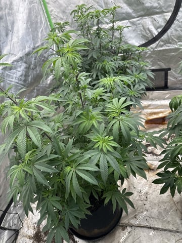White Runtz (Barney’s Farm) — vegetative, day 81