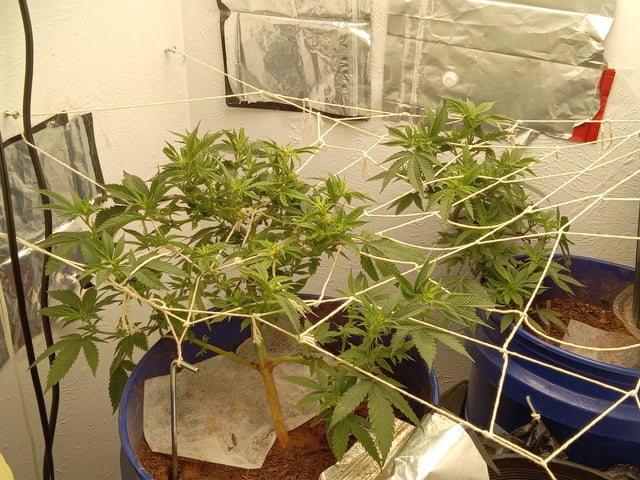 closet grow for veg with a.c infinity air intake fan .With no carbon filter just suction,and spider farmer sf 7000.Then a spider farmer sf tent 4×4×6.5with a G1500 l.e.d from spiderfarmer and spider farmer 6inch clip oscalating fan. — flower, day 31