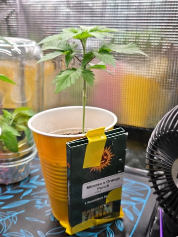 Candy,Punch,Lobsta — vegetative, day 2