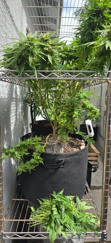 Mystery Weed Plant — flower, day 146