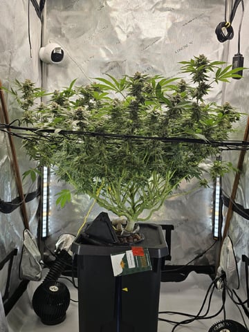 Barney's Farm - Cherry Popper — flower, day 112