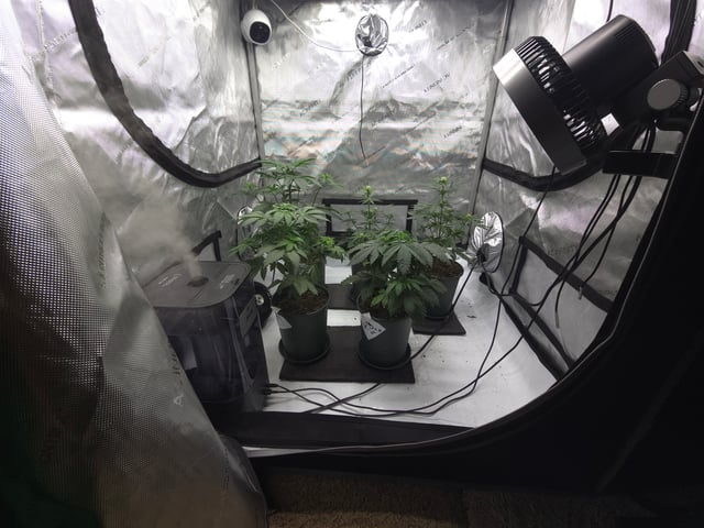 Homegrown - 🍒 🥧 & GSC Auto, 🚀 Seeds 🍌 Buttercups  — flower, day 35