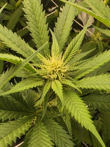 2x4 Tent — flower, day 13