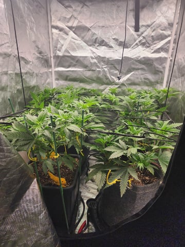 Hashburger And Lemon Deisel — harvest, day 3