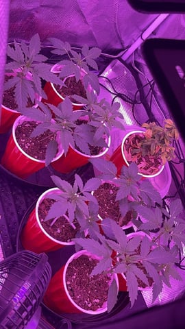 New Photos  — vegetative, day 19