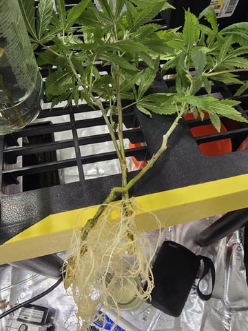 GLOOKIES — grow_setup, day 9