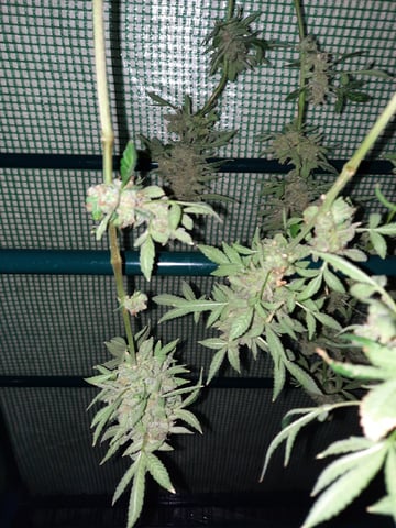 Blackberry kush — harvest, day 138