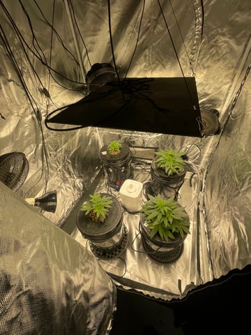 1st Ever Grow (Fat Bastard)(RDWC)  — vegetative, day 40