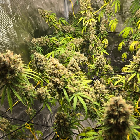 Big Momma Blue Dream  — flower, day 68