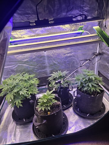 4 strains in 1 tent — vegetative, day 25