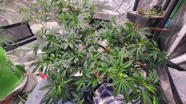 1st grow indoors(cardboard box to 2x2x4 to 5x5x6) — vegetative, day 68