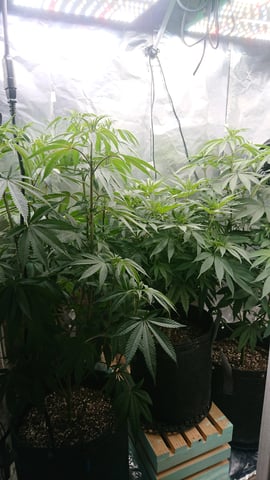 Rainbow runtz  — vegetative, day 41