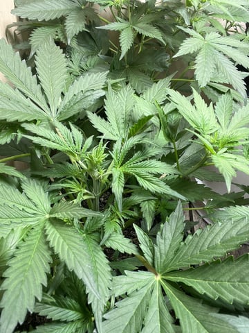 Milky Way F1 — auto, day 25