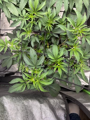 grow tent  — vegetative, day 16