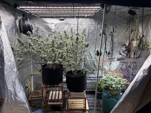 back to my roots.  — flower, day 29