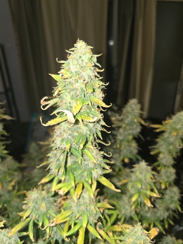 2nd Autoflower Indoor Grow — flower, day 97