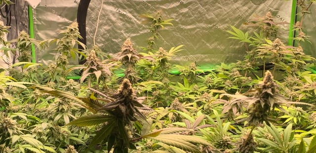 Papaya Frosting  — flower, day 114