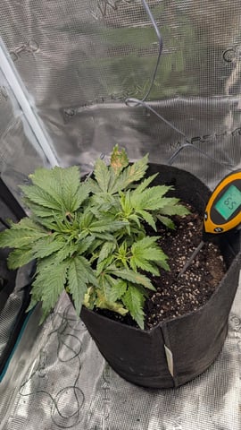 maui wowie auto — vegetative, day 26