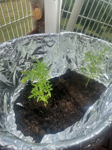 Smokey’s  — vegetative, day 3