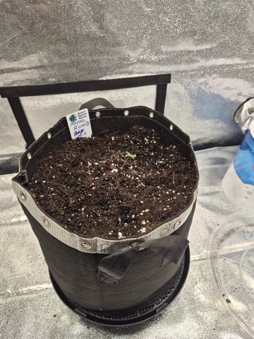 I'll get it right — seedling_rooting, day 9