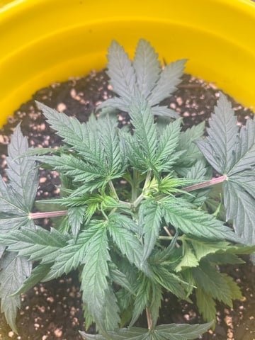 Gorilla Glue auto — vegetative, day 28